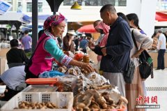 （新春走基层）云南智慧菇房春意浓 “野生菌王国”破解“季节密码”
