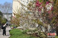 武汉大学“珞珈彩樱”：一树开出三色花